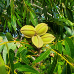 Buy Kanza Pecan Trees