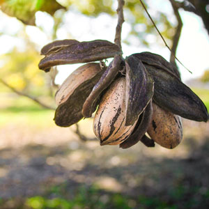 Buy Lakota Pecan Trees