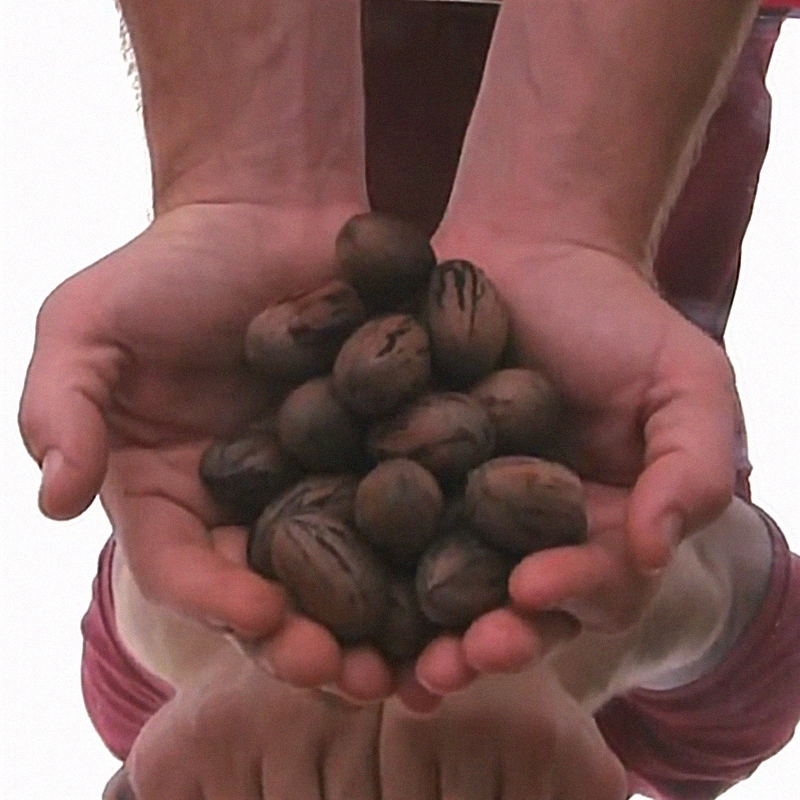 Pawnee Pecan Tree