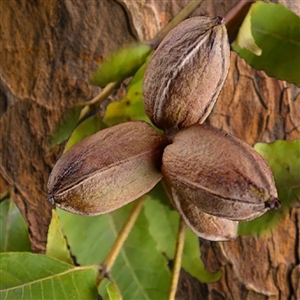 Gloria Grande Pecan Tree