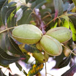 Buy Zinner Pecan Trees