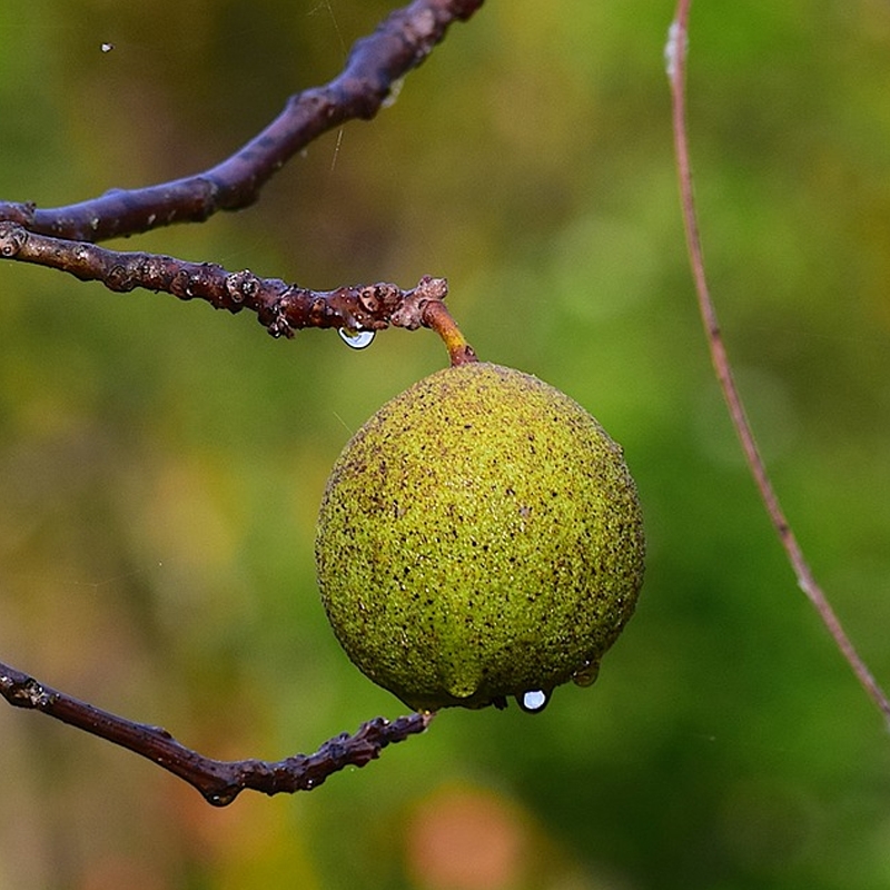 North Carolina Cannonball Walnut Tree