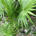 Buy Dwarf Palmetto Palm Trees from Ty Ty Nursery