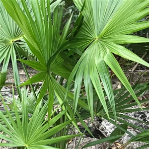 Dwarf Palmetto Palm Tree