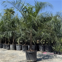 Buy Mule Palm Trees from Ty Ty Nursery