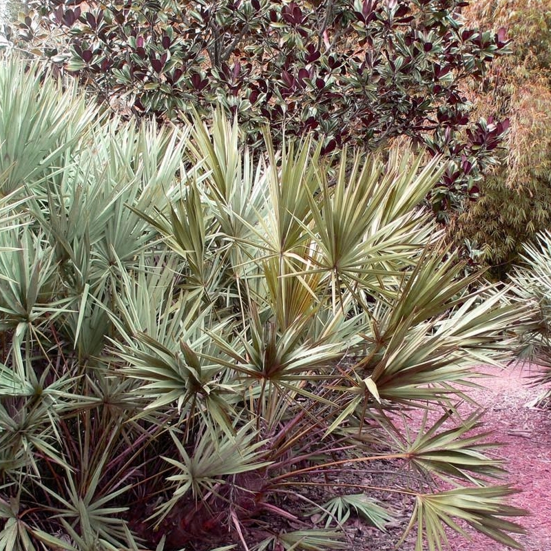 Buy Saw Palmetto Palm Trees from Ty Ty Nursery