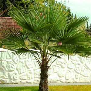 Windmill Palm Tree