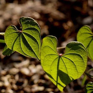 Persian Ivy 'My Heart' Vine