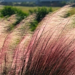 Cotton Candy Grass