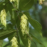American Hophornbeam Tree