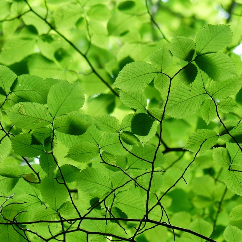 Beech Tree