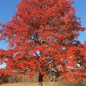 Black Gum Tree