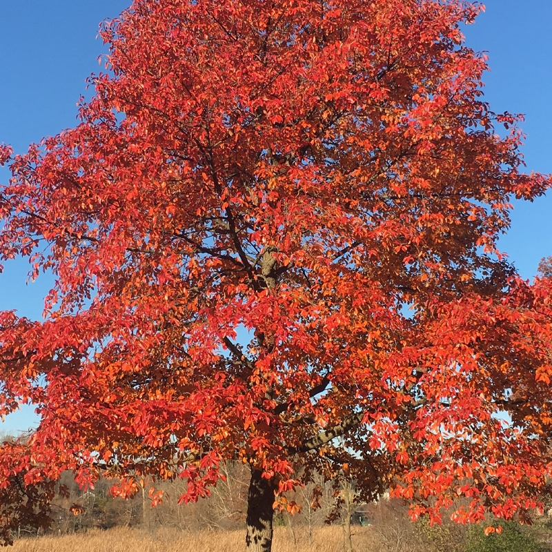 Black Gum Tree