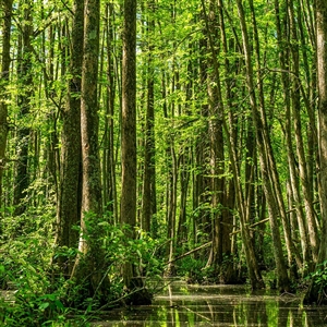 Buy Swamp Tupelo Trees