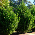 buy leyland cypress trees