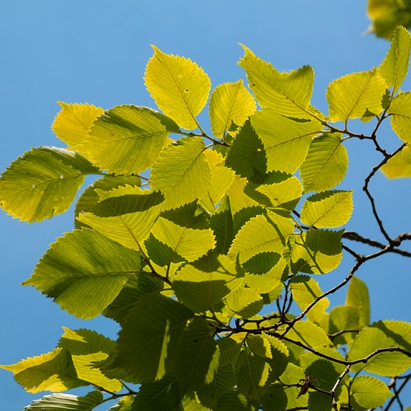 Buy Allee Elm Trees from Ty Ty Nursery