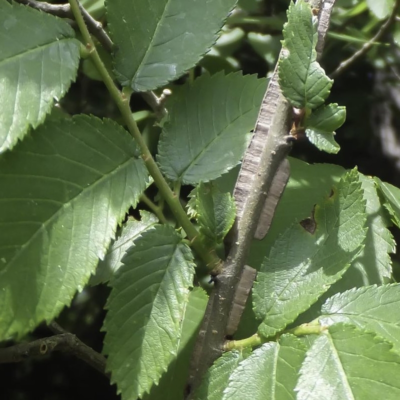 buy winged elm trees