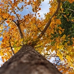 Buy Ginkgo Trees from Ty Ty Nursery