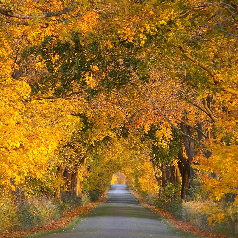 Buy Fantasy Maple Trees from Ty Ty Nursery