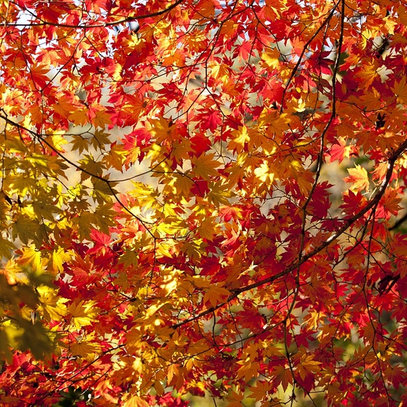 Buy Flame Maple Trees from Ty Ty Nursery