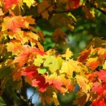 buy red maple trees