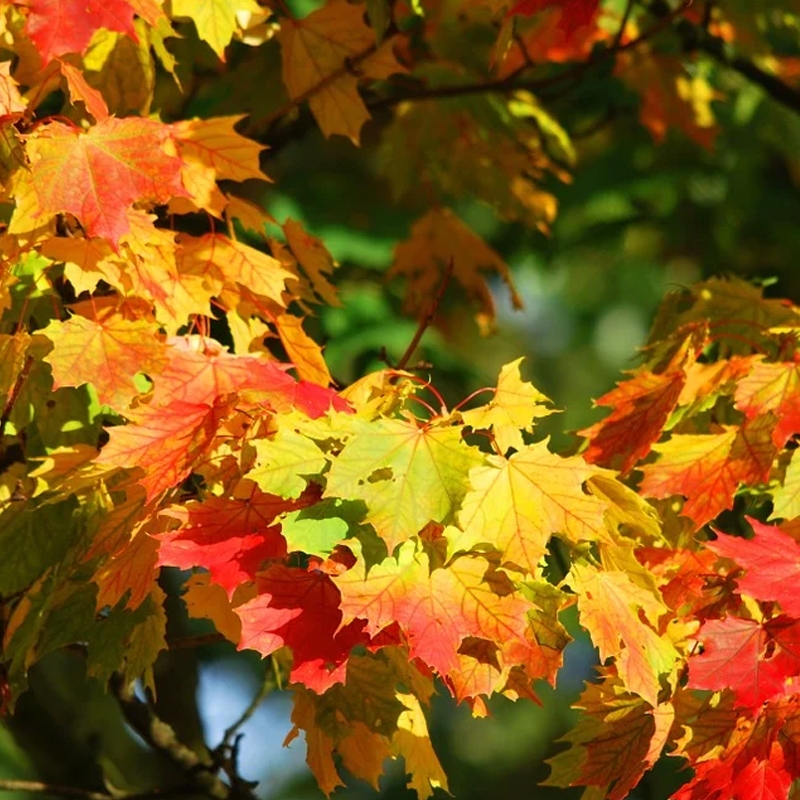 Buy Red Maple Trees from Ty Ty Nursery