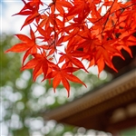 buy japanese maple trees