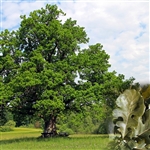 buy bur oak trees