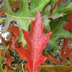 buy pin oak trees