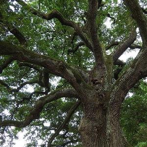 buy post oak trees