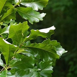 buy swamp chestnut oak trees