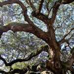 buy live oak trees