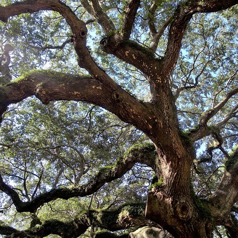 buy live oak trees