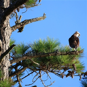 buy longleaf pine trees