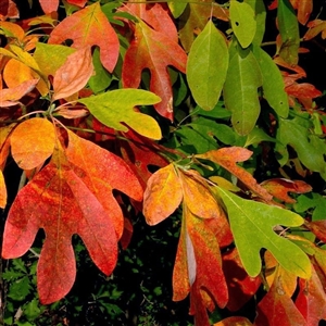 Buy Sassafras Trees