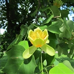 Buy Tulip Poplar Trees