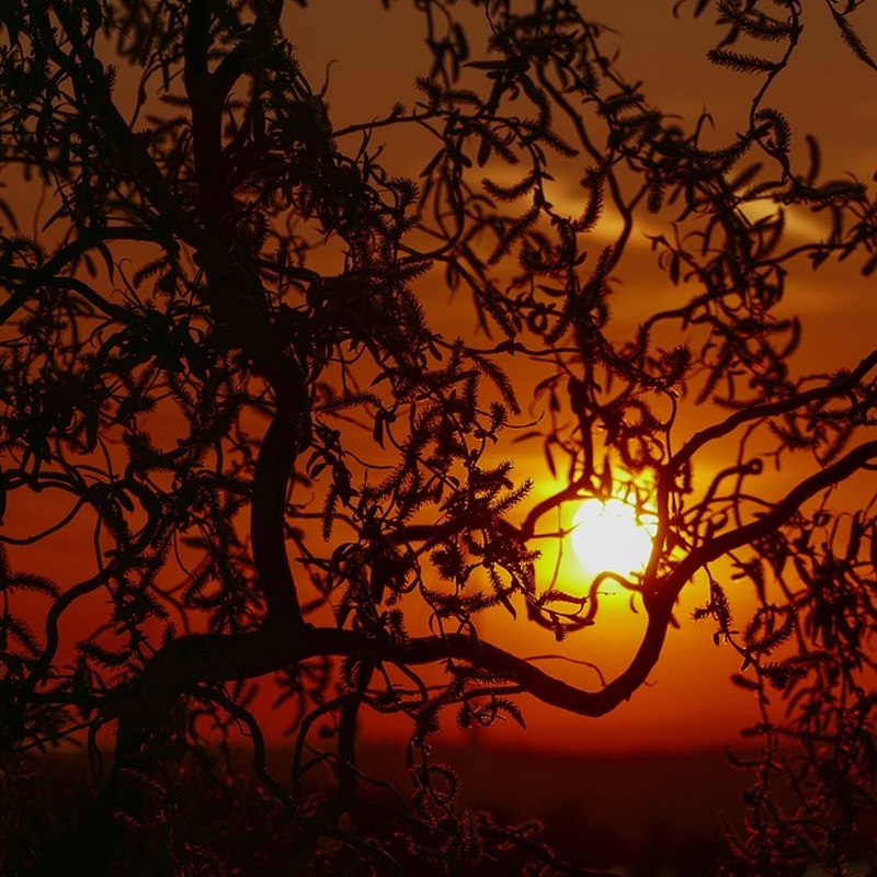 Orange Yellow Curly Willow Branches 4-5FT