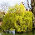 Buy Weeping Willow Trees