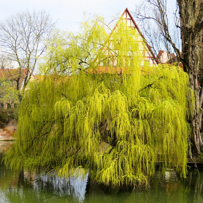 Weeping Willow  Weeping Willow Tree for Sale - PlantingTree