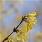 Spring Gold Forsythia