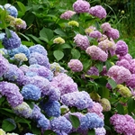 Mophead Hydrangea Shrub