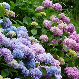 Mophead Hydrangea Shrub