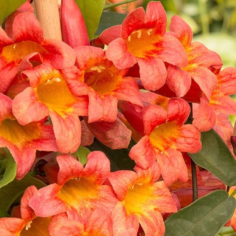 Tangerine Beauty Flowering Vine