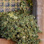Variegated Algerian Ivy Vine