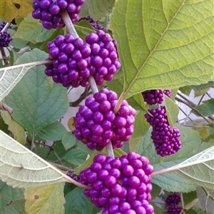 Beautyberry Shrub