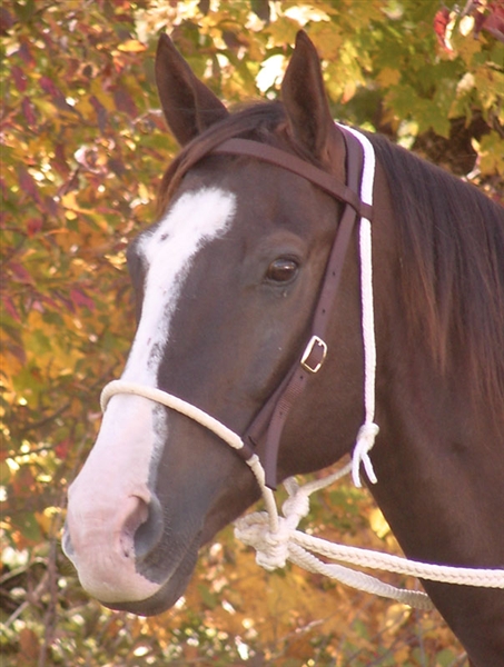 Mustang® Breaking Hackamore