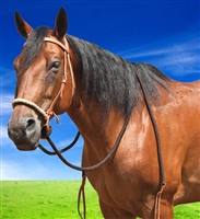Mustang® Hackamore w/Braided Nose