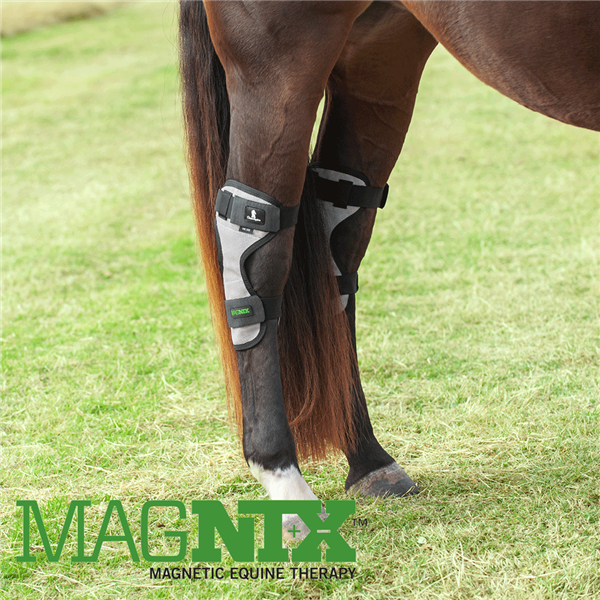 Classic Equine® MagNTX Magnetic Therapy Hock Boots