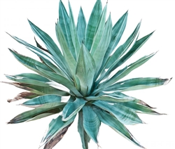 Organic Raw Blue Agave