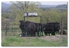 3-D Cattle Equipment, LLC